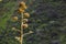 Agave amidst the majestic mountains