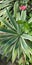Agave angustifolia Plant