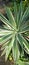 Agave angustifolia Plant