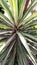 Agave angustifolia plant close up