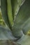 Agave atrovirens close up