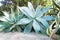 Agave Attenuata in Botanical Garden of Cagliari, Sardinia, Italy