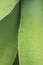 Agave attenuata green leaves with fresh drops of water detail