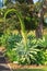 Agave attenuata plant, with huge flower spike