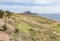 Agave attenuata plant on rocky desert plain field, Madeira Island