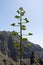 Agave bloom at Masca gorge.