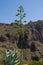 Agave bloom at Masca gorge.