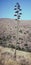 Agave Bloom Rising from the Empty Desert