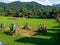 Agave bushes on the lawn. Agave in the flowerbed. Beautiful place. Garden on the territory of the old castle