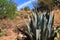 Agave Cactus in Colossal Cave Mountain Park
