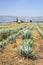 Agave cactus field in Mexico