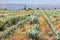 Agave cactus field in Mexico