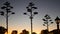 Agave cactus flower, wild west lantern at sunset dusk, western California, USA.