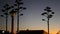Agave cactus flower, wild west lantern at sunset dusk, western California, USA.