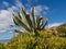 Agave cactus in free nature