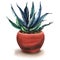 Agave cactus, green leaves in flower pot, succulent plant, isolated, watercolor painting on white