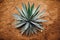Agave cactus plant on dry sand background