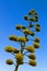 Agave \'Century Plant\' blooming