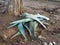 Agave with clipped leaves. Agave leaves on the ground. The work of a co-worker. Landscaping work. Plant rejuvenation