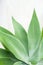 Agave close up, tropical plant natural background, vertical photo of succulent
