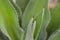 Agave desert plant in house garden