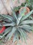 AGAVE DESMETIANA /SMOOTH AGAVE