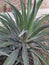 AGAVE DESMETIANA /SMOOTH AGAVE