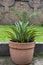 Agave desmettiana green leaves with yellow edges plant in a concrete pot