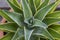 Agave desmettiana high angle view