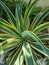 Agave Desmettiana Plant Close up photo shoot in a garden. Spike Green flower plant