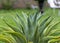 Agave desmettiana smooth century plant selective focus