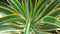 agave desmettiana variegata or smooth agave is a beautiful ornamental plant