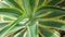 agave desmettiana variegata or smooth agave is a beautiful ornamental plant