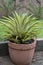 Agave desmettiana variegated in a cement pot