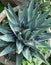 Agave ferdinandi-regis King of the agaves cactus