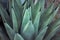 Agave fernandi succulent cactus plant long smooth leaves, sharp black prickles.