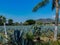 Agave field in the magic tequila