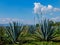 Agave field in the magic tequila