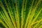 Agave filifera plant