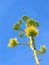 Agave flower