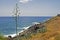 Agave flower on Atlantic coast