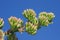 Agave Flower Buds