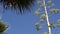 Agave flower, century or sentry plant bloom blossom or inflorescence. California