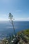 Agave flower close-up on sea and sky background. Blooms once every 25 years