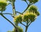 Agave flowers against the sky