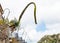 Agave flowers and Opuntia cactus in flower pots