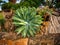 The agave genus includes more than 200 species