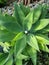 Agave green leaves plant garden lush succulent