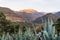 Agave growing in Atlas mountains, Marrakech, Morocco