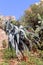 Agave grows on rocks in the garden